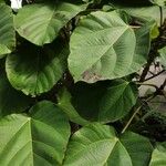 Ficus auriculata পাতা