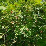 Lonicera canadensis Fruit