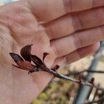 Prunus cerasifera 叶