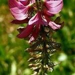 Onobrychis arenaria Flower