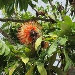 Brownea rosa-de-monte Flower