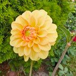 Dahlia pinnataFlower