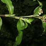 Tripogandra serrulata Flower