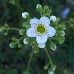 Saxifraga hostii Blomma