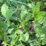 Vicia narbonensis Flower