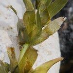 Elodea canadensis Hoja