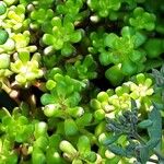 Sedum oreganum Ліст