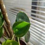 Peperomia polybotryaFrunză