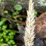 Phleum phleoides Hoja