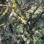 Quercus rotundifolia Bark