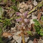 Orobanche pubescens Habitus