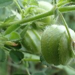 Medicago scutellata Fruto