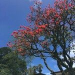 Erythrina abyssinica പുഷ്പം