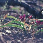 Allium falcifolium Bloem