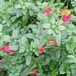 Salvia microphylla 整株植物