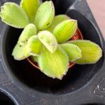 Cotyledon tomentosa Hoja