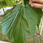 Morus indica 葉