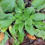 Plantago virginica Blatt