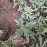 Solanum triflorum Blad