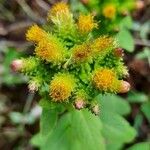 Pentanema squarrosum Flower