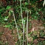 Pteris cretica Habitus