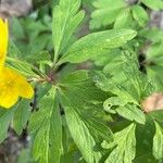 Anemone ranunculoides Leaf