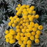Helichrysum orientale Flower