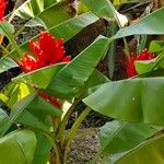 Musa coccinea Flower