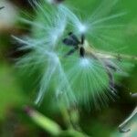 Lactuca muralis Fruit