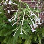 Nicotiana sylvestris Blomma