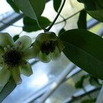 Austrobaileya scandens Λουλούδι