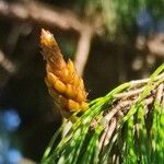 Pinus patula Egyéb