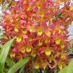 Epidendrum oxysepalum Flor