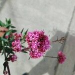 Valeriana lecoqii Flower