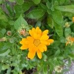 Calendula officinalisFlower