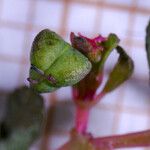 Euphorbia humifusa Fruit