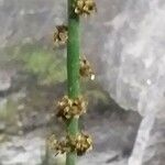 Euphorbia antisyphilitica
