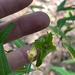 Ludwigia alternifolia പുഷ്പം