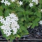 Pentas lanceolata Žiedas