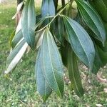 Cocculus laurifolius Leaf