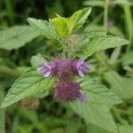 Marsypianthes chamaedrys Flower