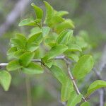 Ximenia americana Leaf