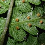 Dryopteris pentheri Blatt