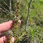 Steinchisma laxum Habit