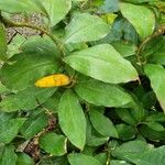 Costus spiralis Flower