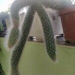Cleistocactus chrysocephalus Hoja