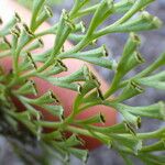 Odontosoria chinensis Leaf