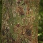 Xylopia pulcherrima Corteza