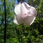 Hibiscus striatus Inny