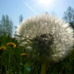 Taraxacum rubicundum Mbuma